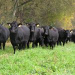 Black Angus on pasture at UT's East Tennessee AgResearch and Education Center.