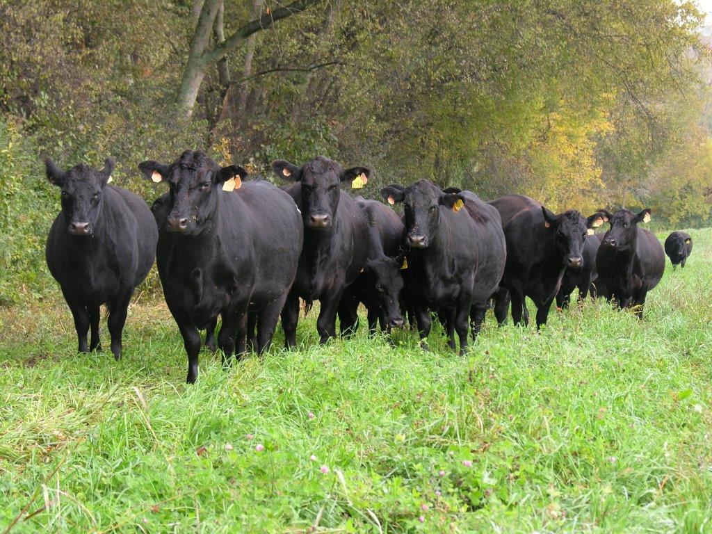 Black Angus on pasture at UT's East Tennessee AgResearch and Education Center.