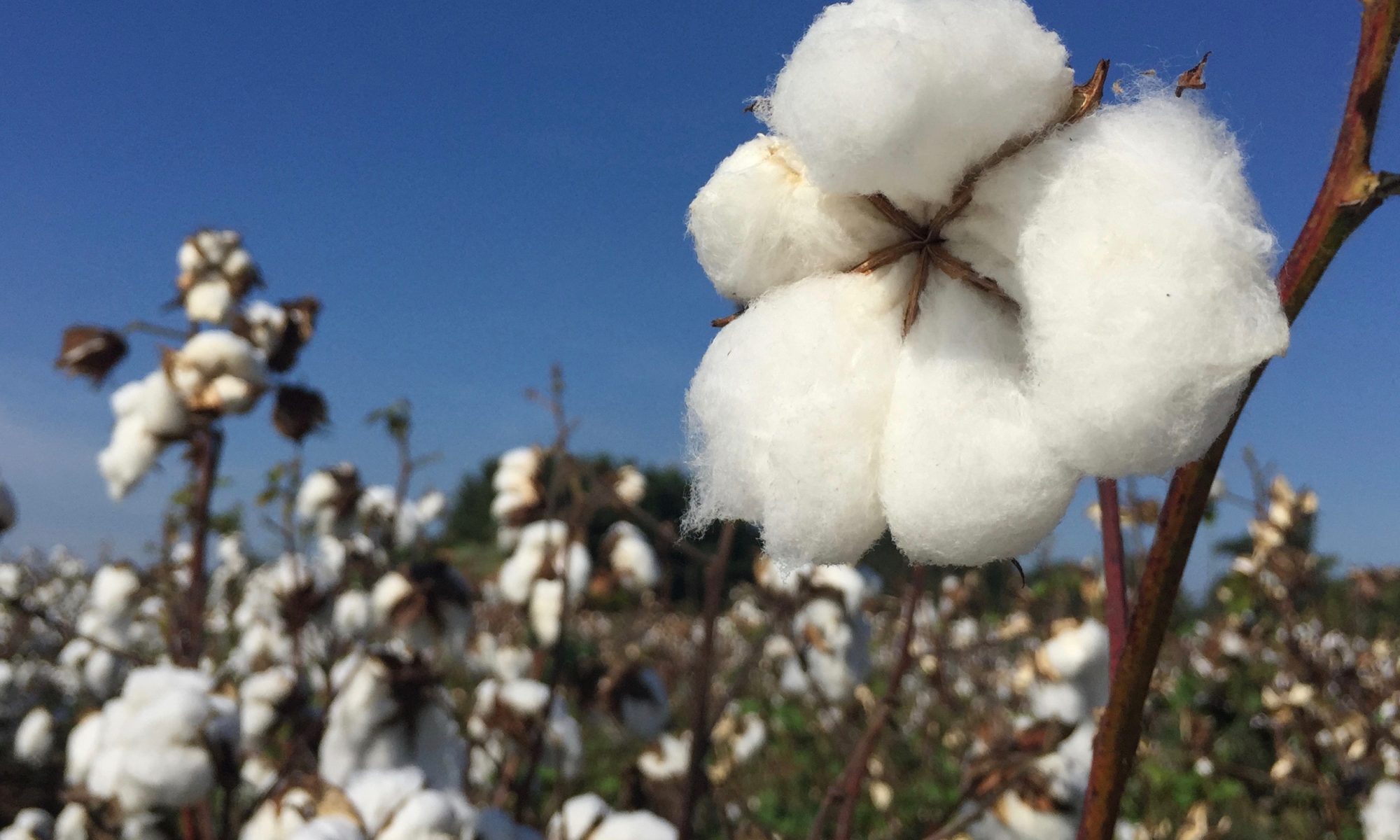 Picture of cotton plant with a blue sky background