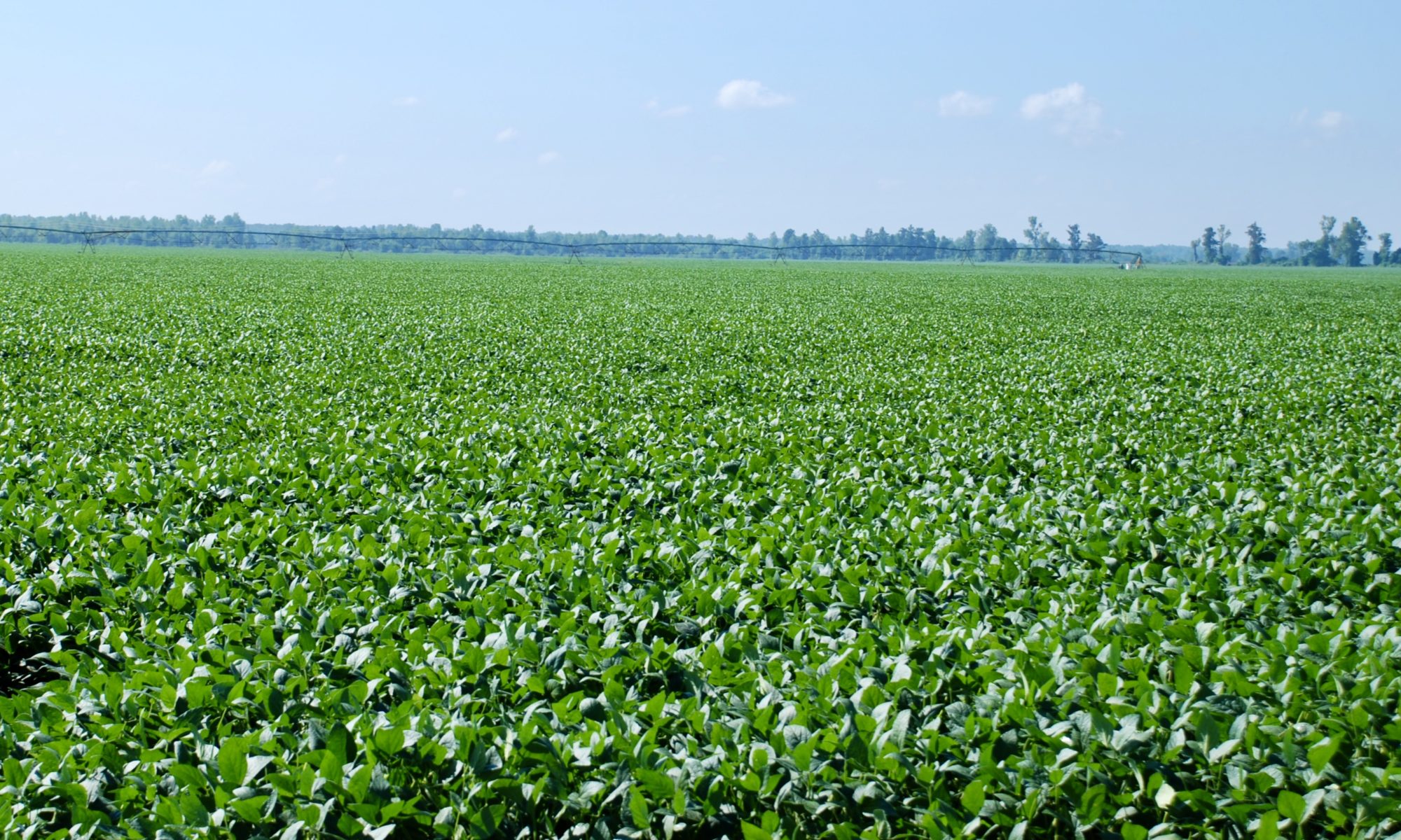Picture of soybean field