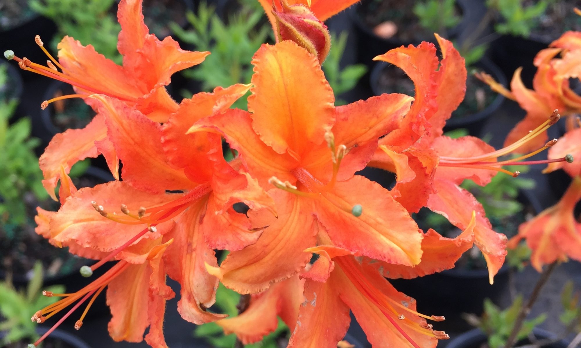 Picture of native orange azalea