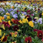 Picture of pansies