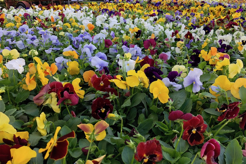 Picture of pansies