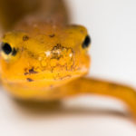 An eastern newt presents Bsal lesions on its head.