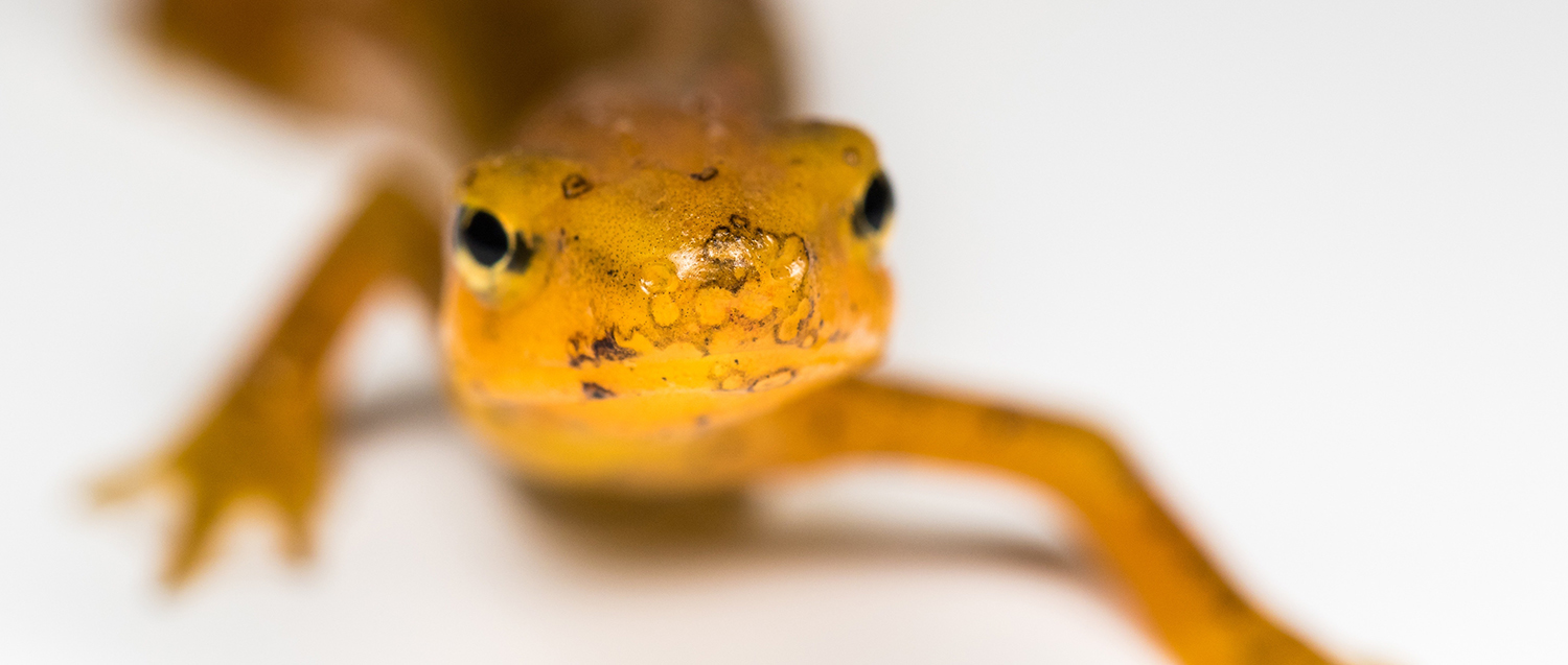 An eastern newt presents Bsal lesions on its head.