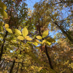 A tree canopy at the UT Arboretum in fall.