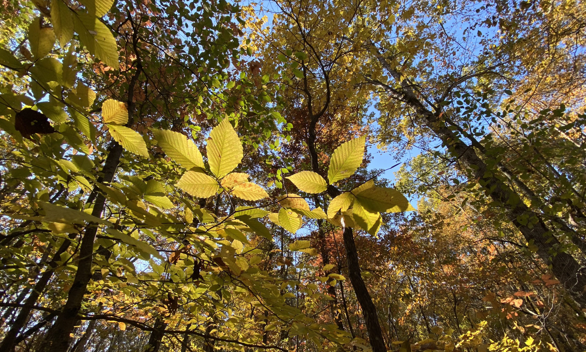A tree canopy at the UT Arboretum in fall.