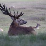 Elk resting in a field.