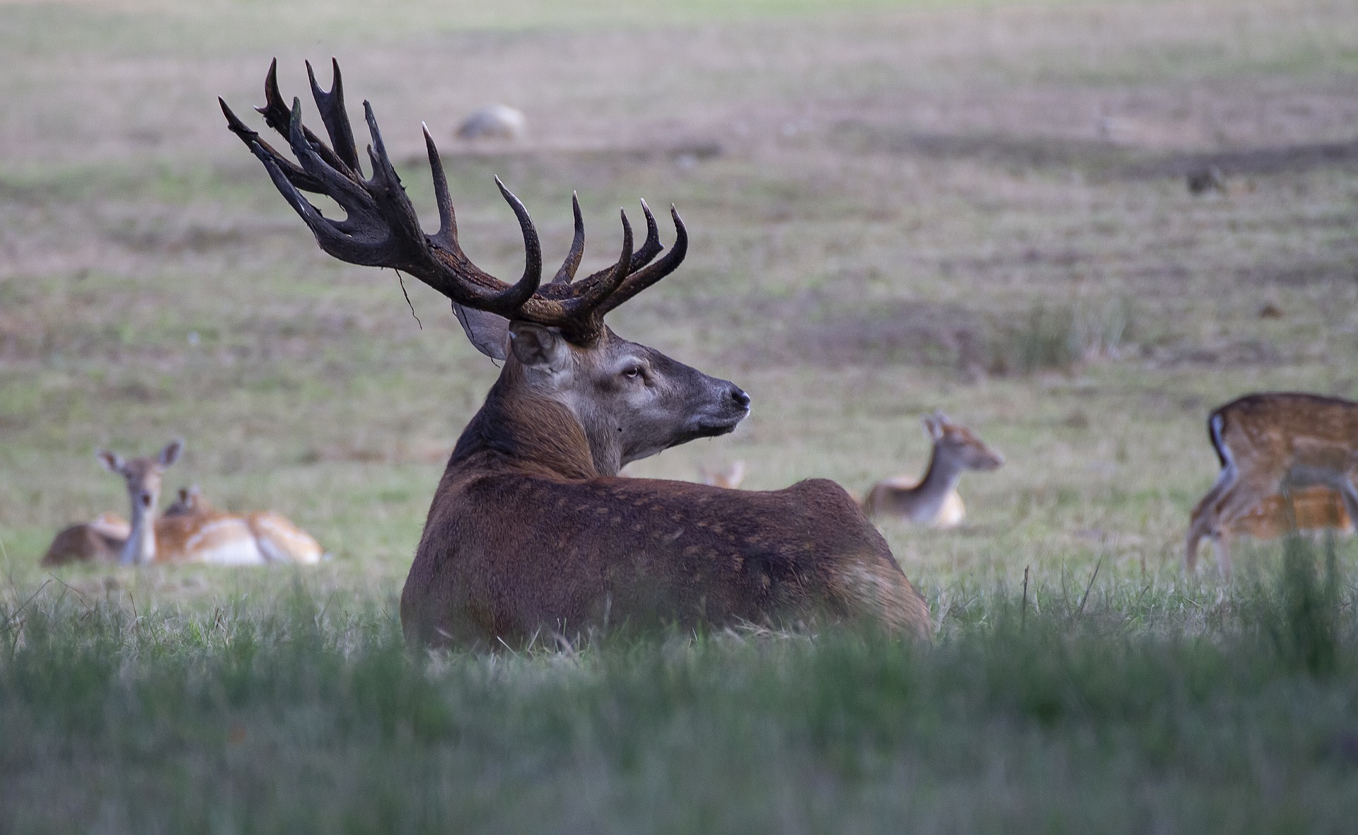 Elk resting in a field.