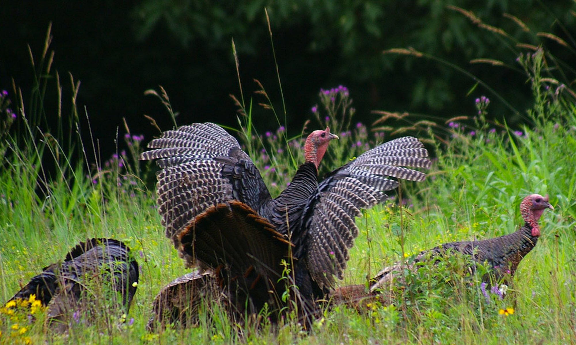 Wild turkeys in a field.