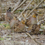 A covey of quail sits in a grassland field. Photo by Ben Robinson.