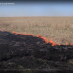 A prescribed fire crawls through an open field.