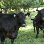 Picture of cows in a pasture