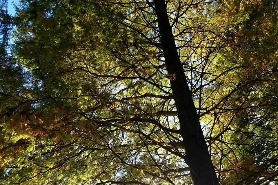 Bald Cypress, UT Gardens, Knoxville