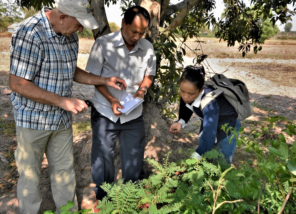 wild gardening in Cambodia