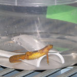 An eastern newt rests in a water bath before being tested for Bsal pathogen.