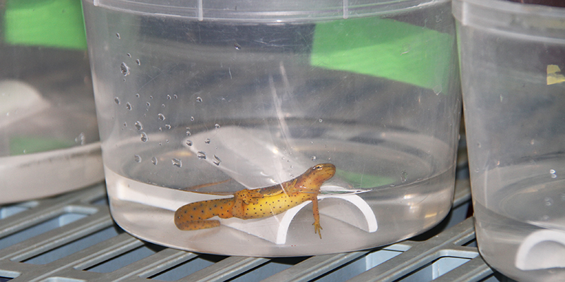 An eastern newt rests in a water bath before being tested for Bsal pathogen.