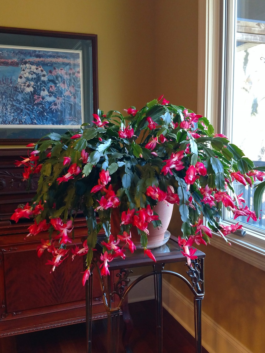 Christmas Cactus | Institute News