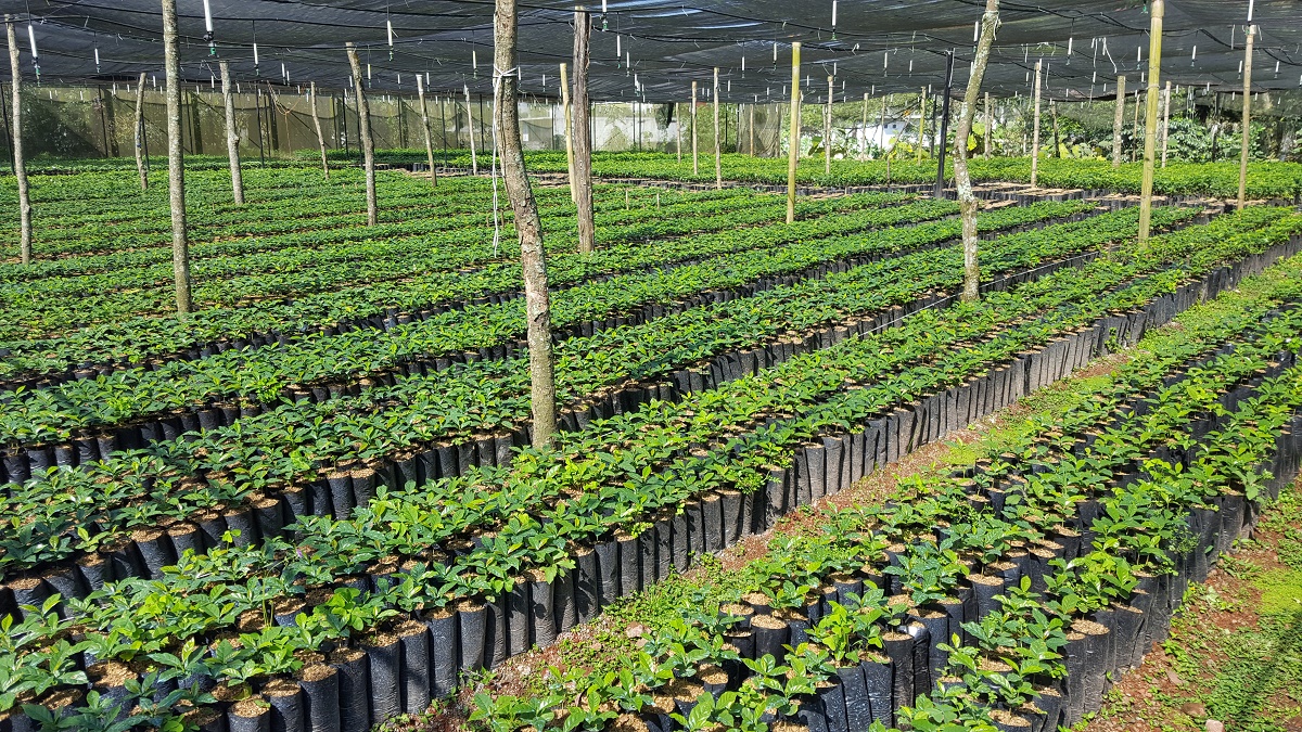 Coffee plant nursery Veracruz, Mexico