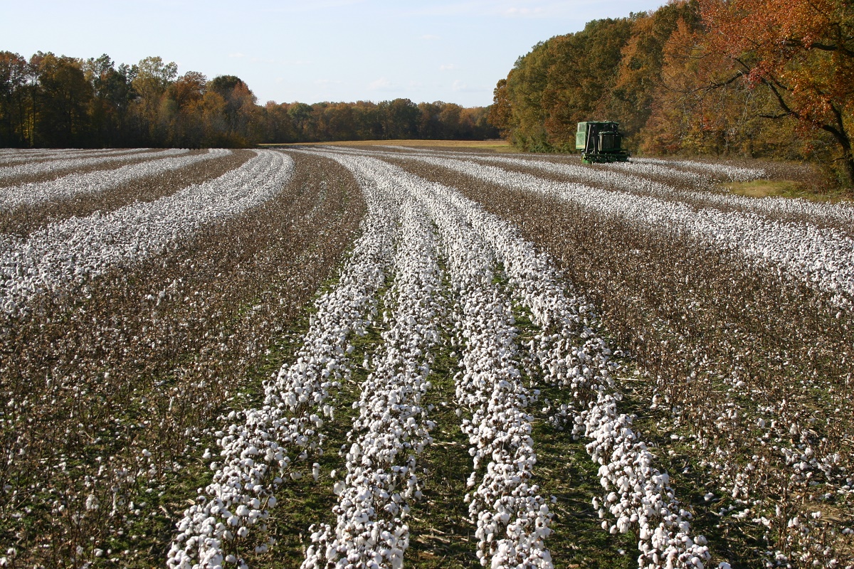 Cotton growing in Milan, Tennessee