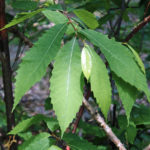 Green leaves from an American chestnut.