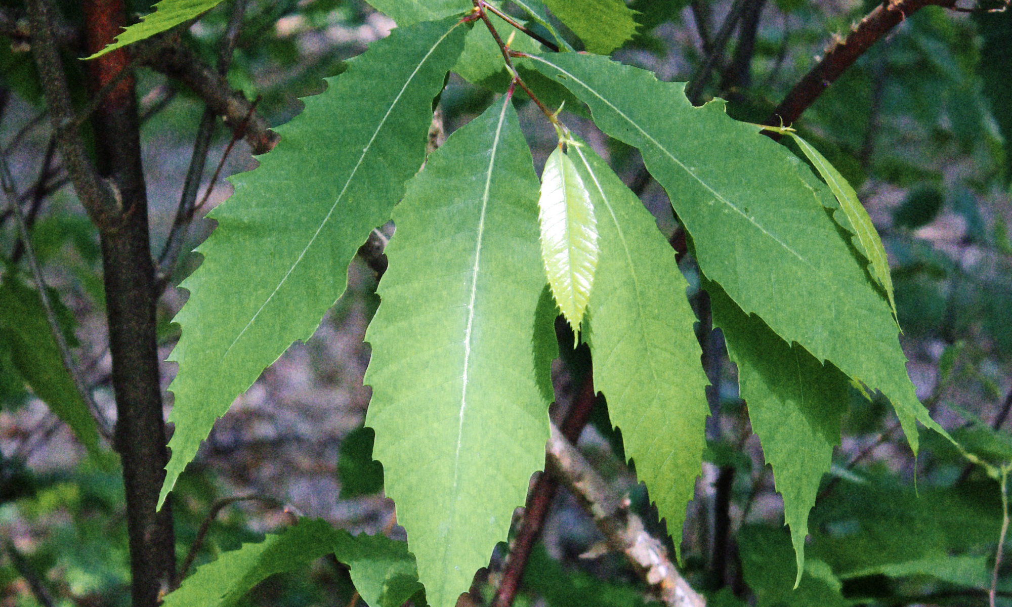 Green leaves from an American chestnut.