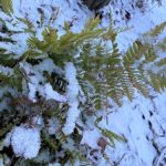 Picture of snow-covered ferns