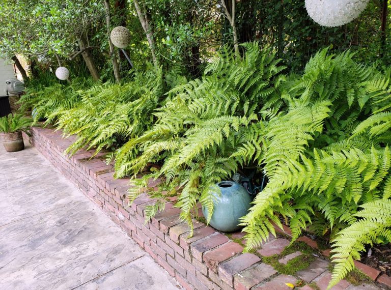 Ferns: A Perennial Favorite in Tennessee Gardens | Institute News