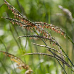 A native grass seed head in a sunny field.