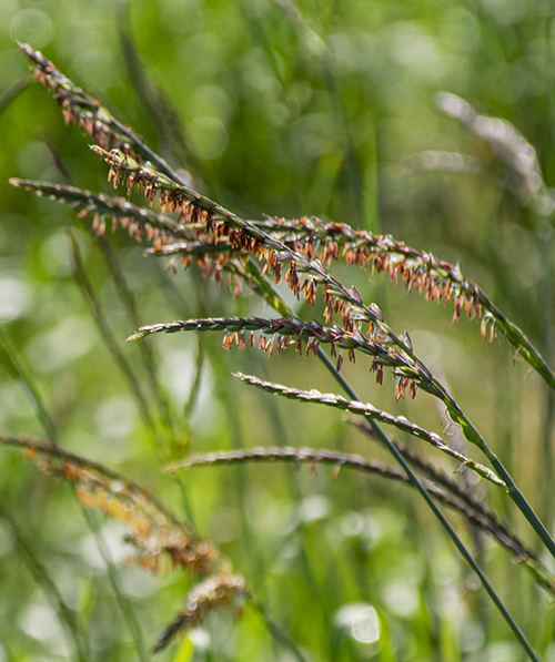 A native grass seed head in a sunny field.