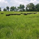 Cattle-on-Native-Grasses in Tennessee