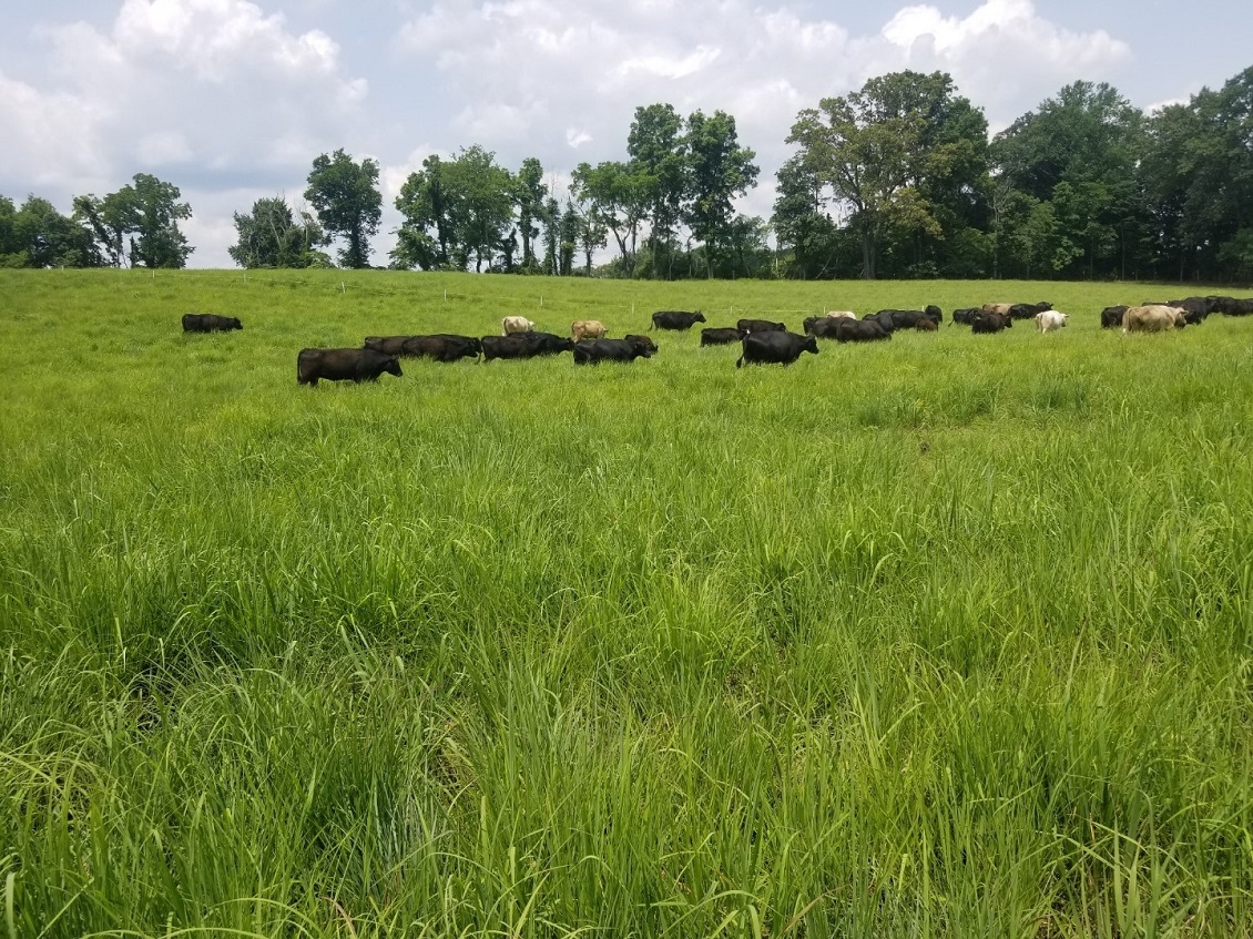 Cattle-on-Native-Grasses in Tennessee