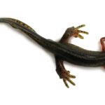 An adult eastern newt rests on a white background. Photo credit Dave Huth.