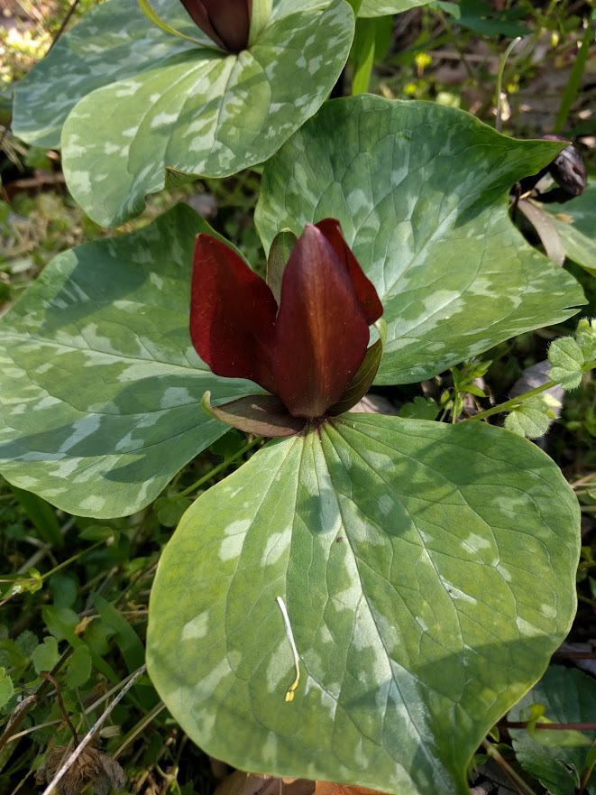 Picture of trillium bloom