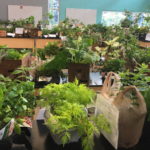 Plants arranged on a set of tables with price tags