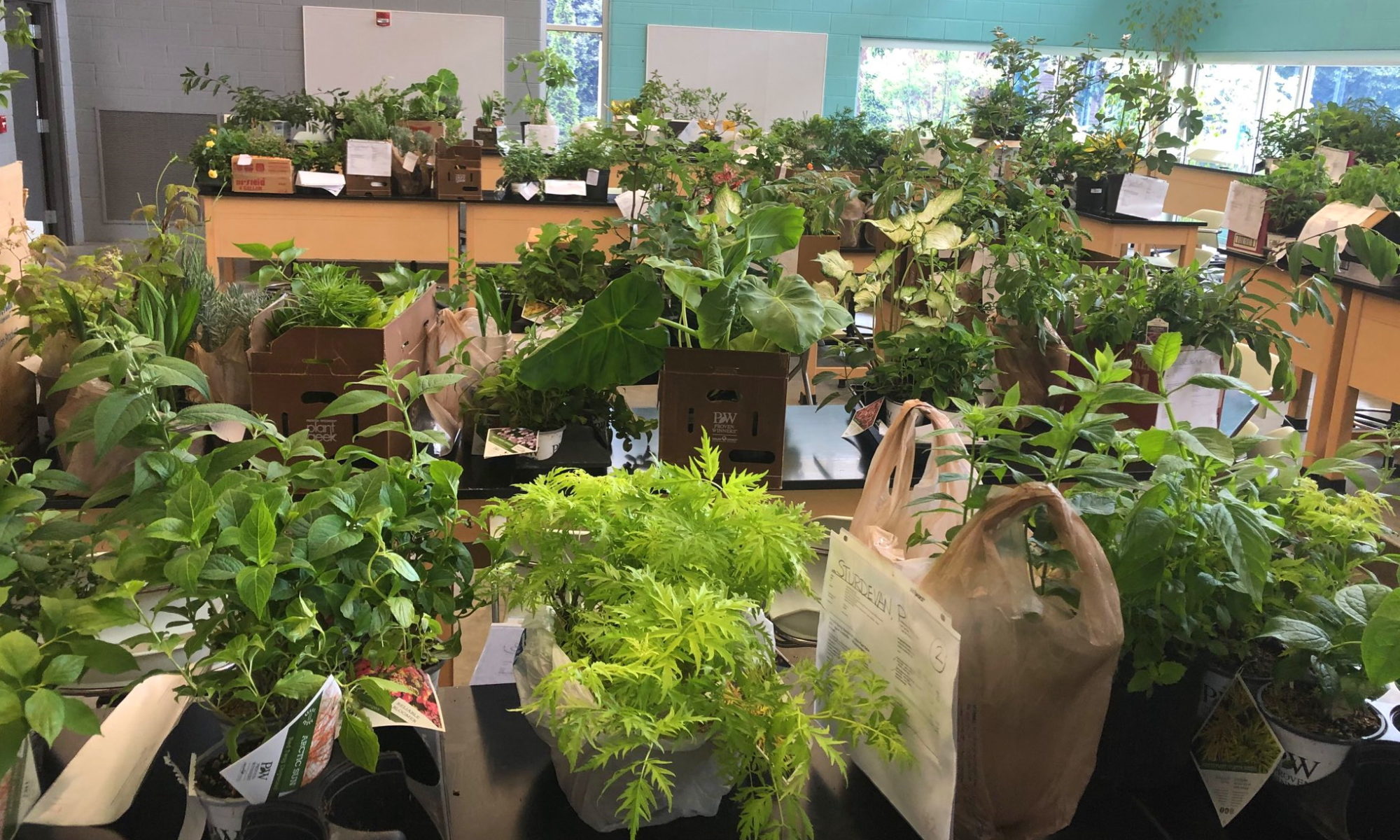 Plants arranged on a set of tables with price tags