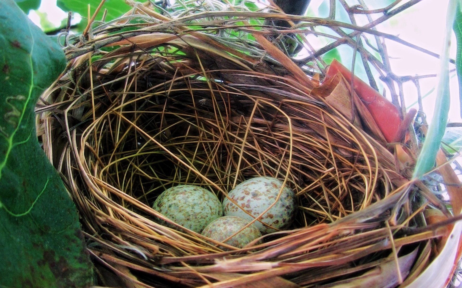 Picture of a birds nest with three blue eggs