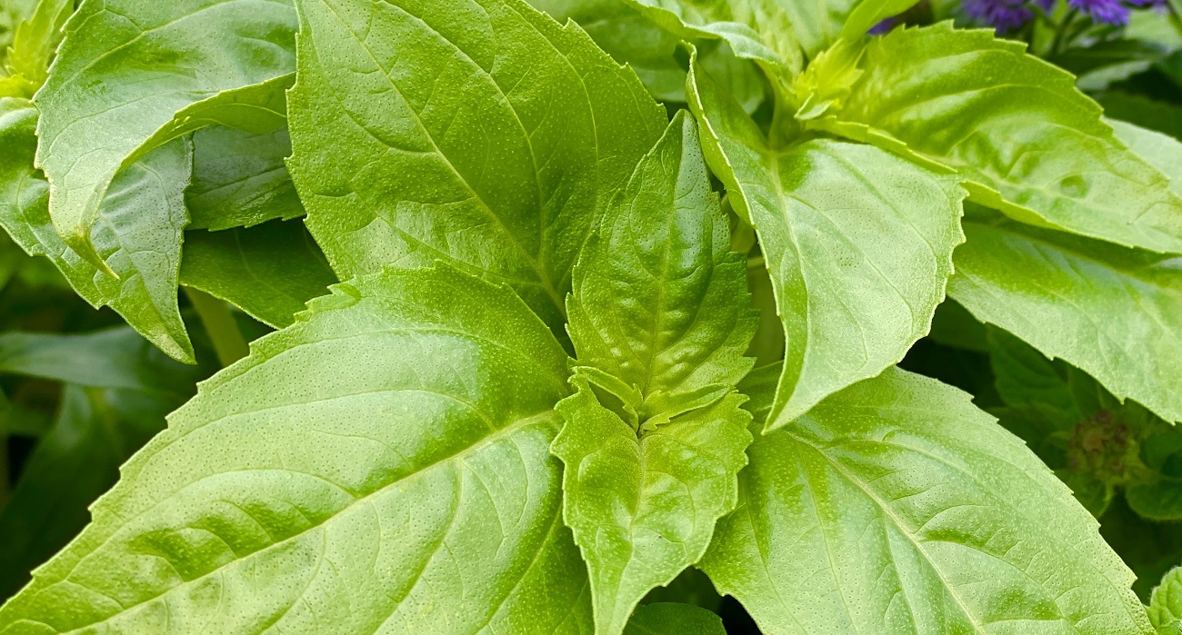 Disease resistant Basil New Varieties Bring Hope in the Fight