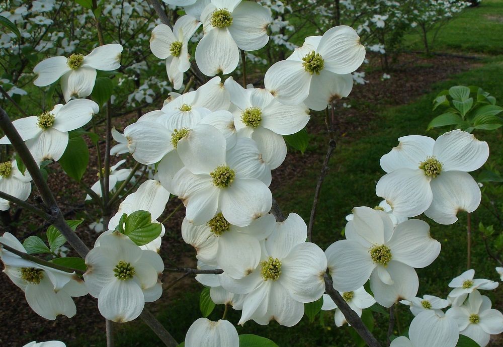 Appalachian-Joy-Flowering-Dogwood-AW