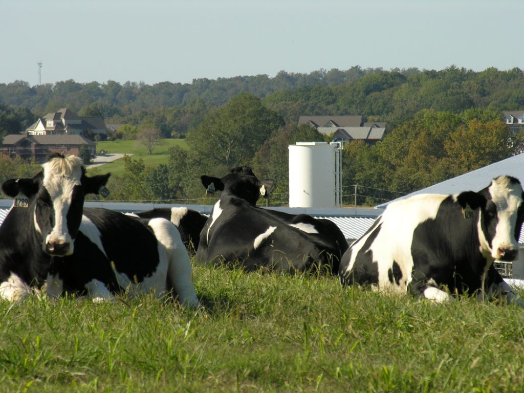 Family Cow - The Ploughshare Institute