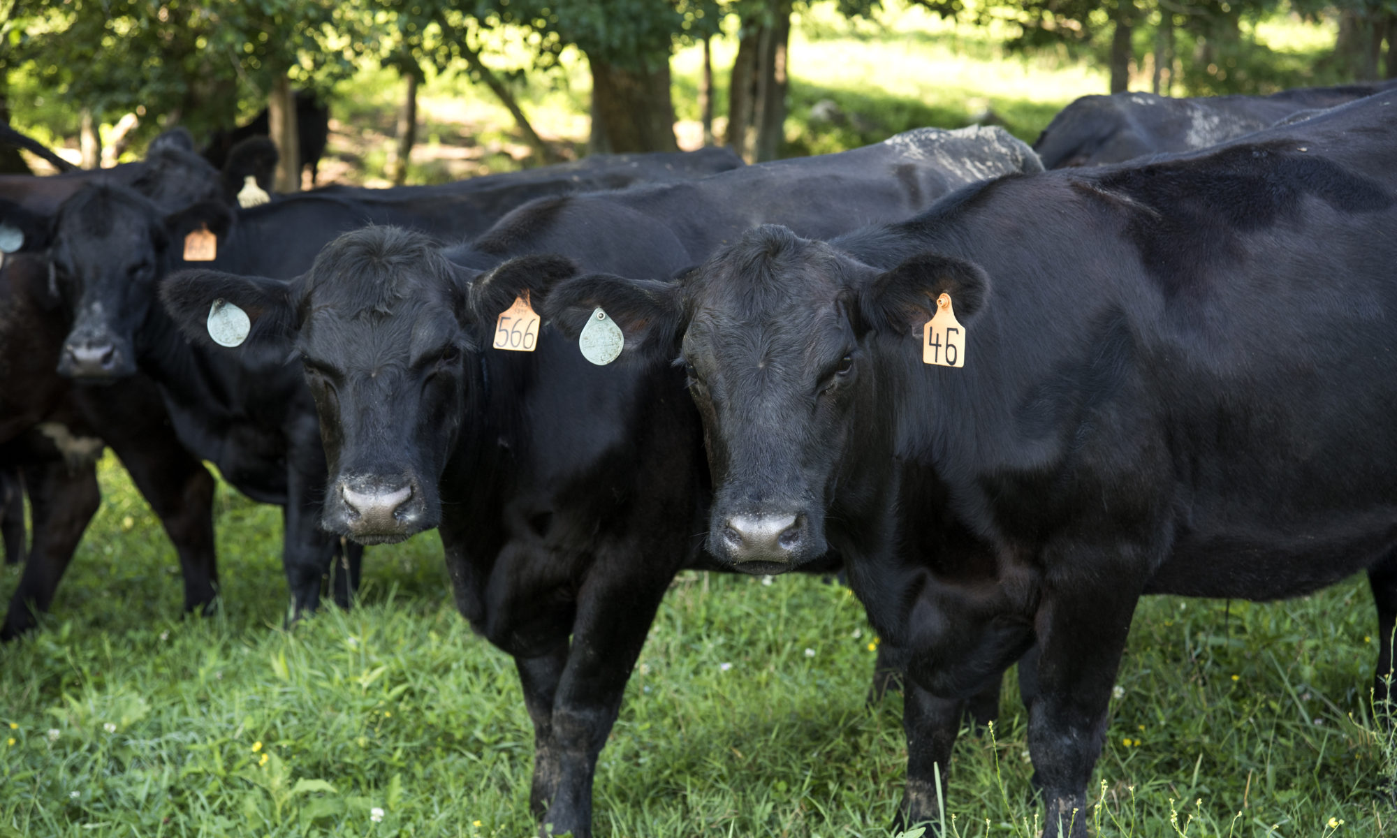 Beef cattle grazing in a field