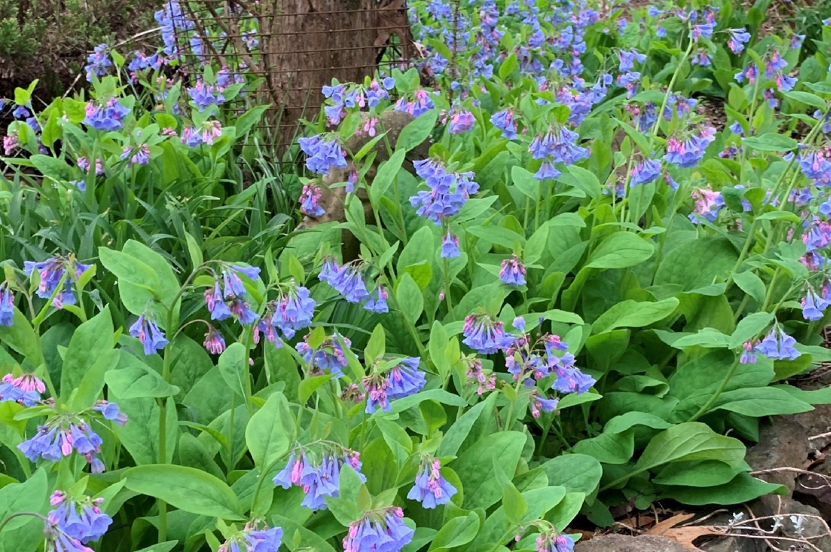 Virginia bluebells plant