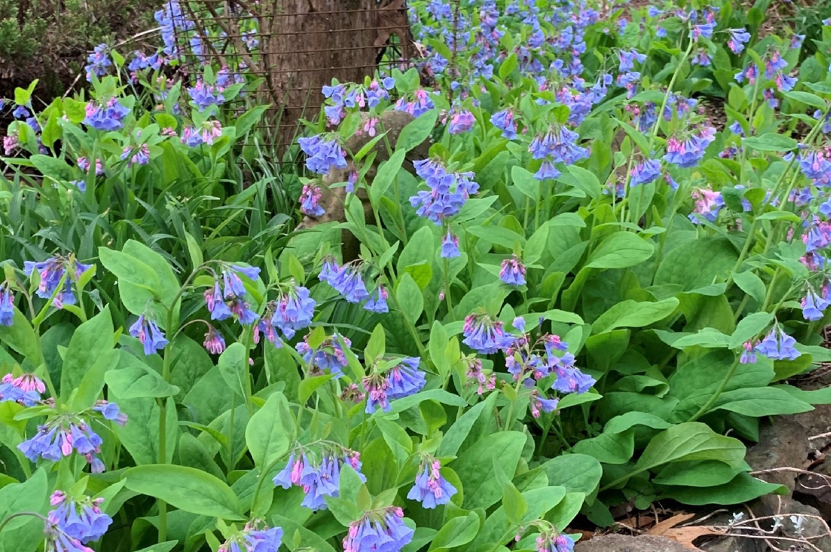 Bluebells-My Favorite Native Wildflower