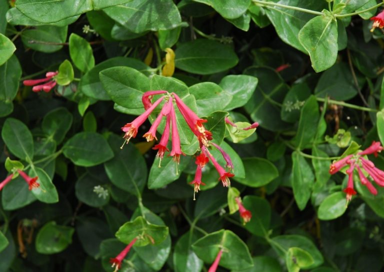The Eyecatching Trumpet Honeysuckle Institute News