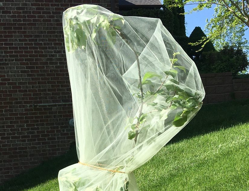 Wrapped Apple Tree