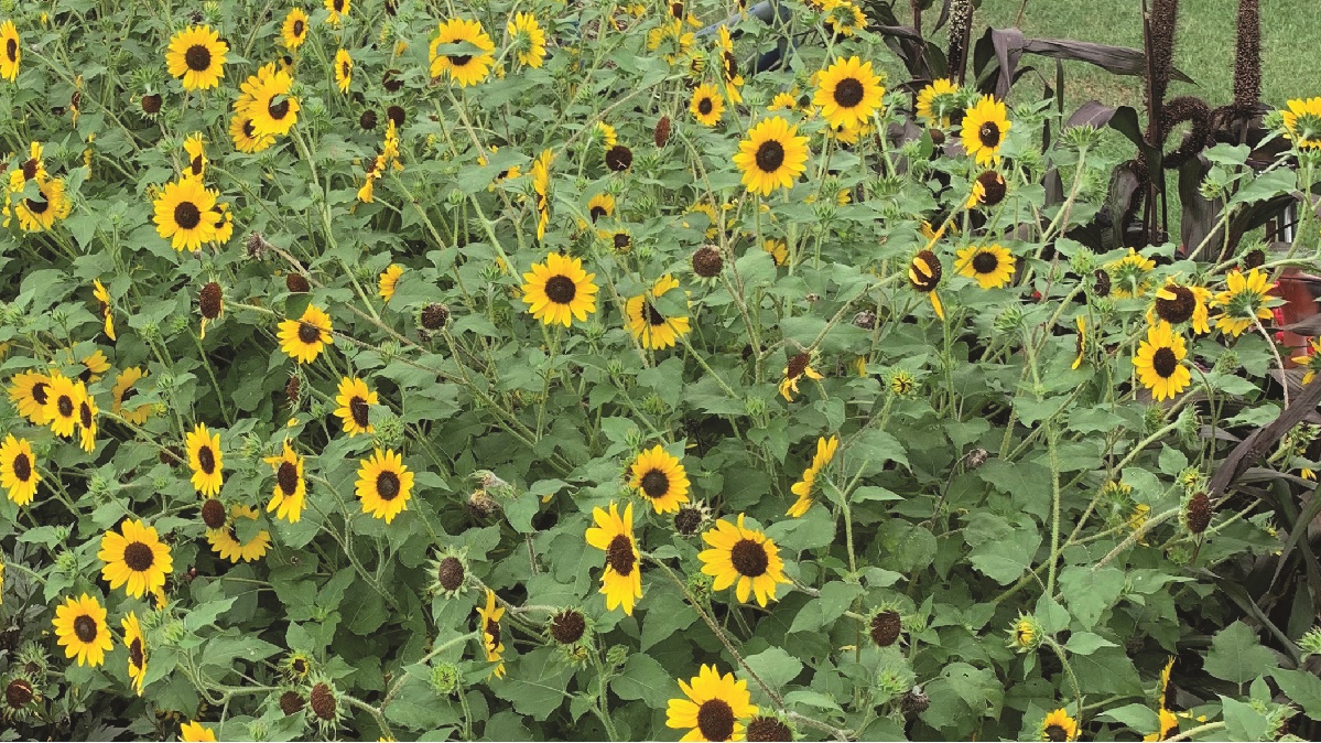 Suncredicble sunflowers on display at the UT Gardens, Jackson