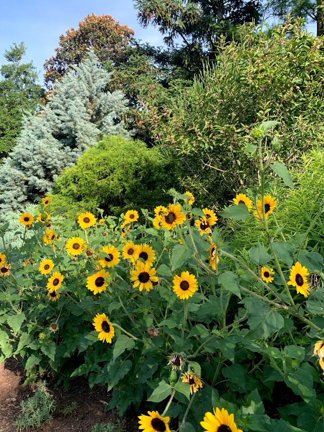 Suncredible sunflowers form a border at the UT Gardens, Knoxille