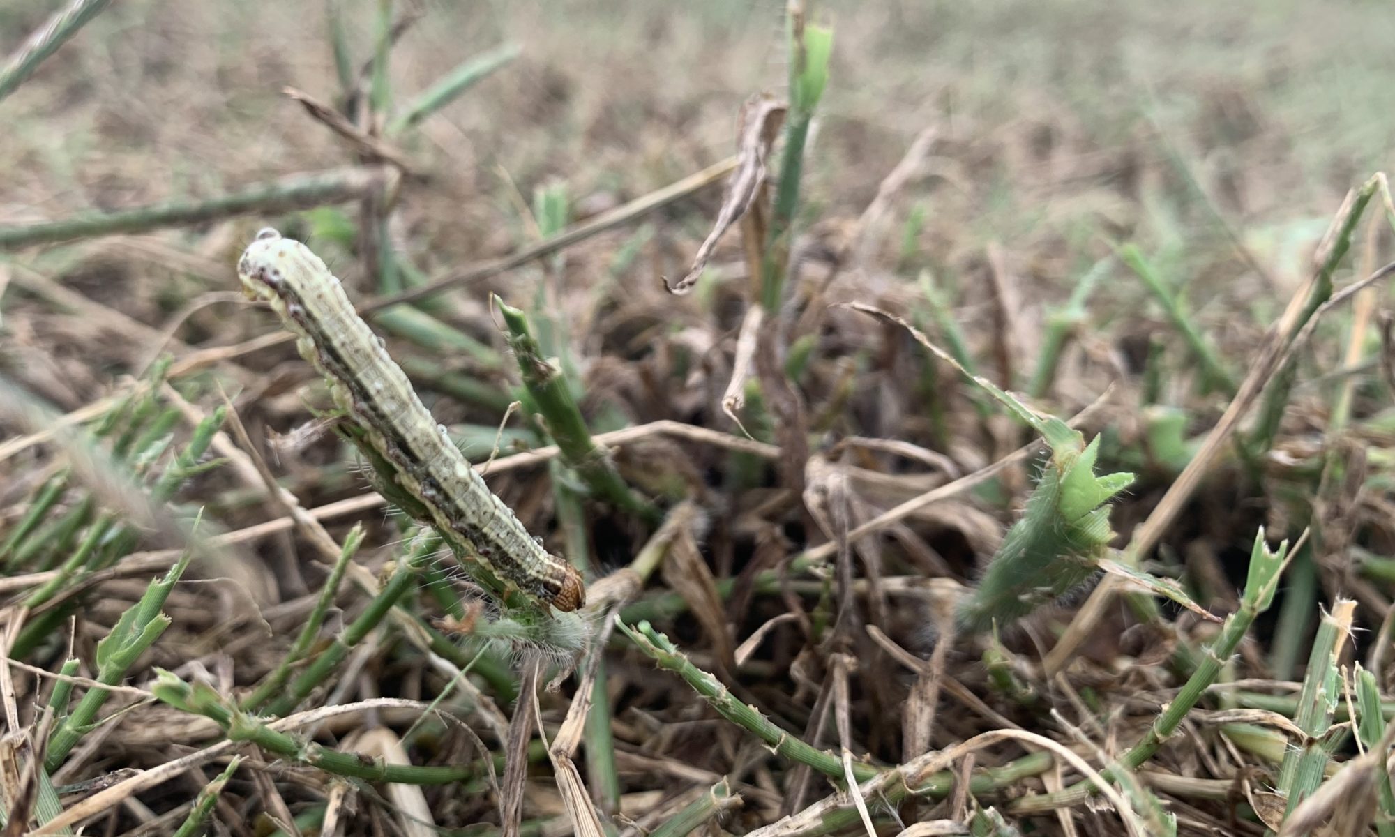 A fall armyworm eats grass in a field at the West Tennessee AgResearch and Education Center in Jackson, Tennessee.