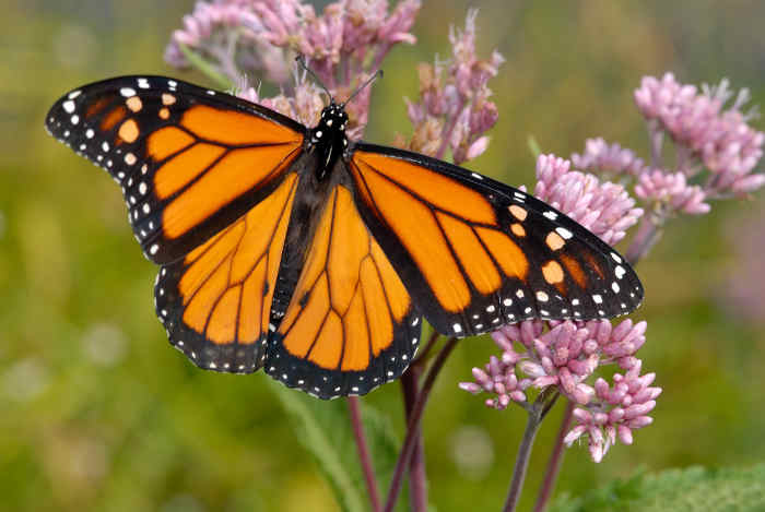 Monarch butterfly on Joe Pye plant