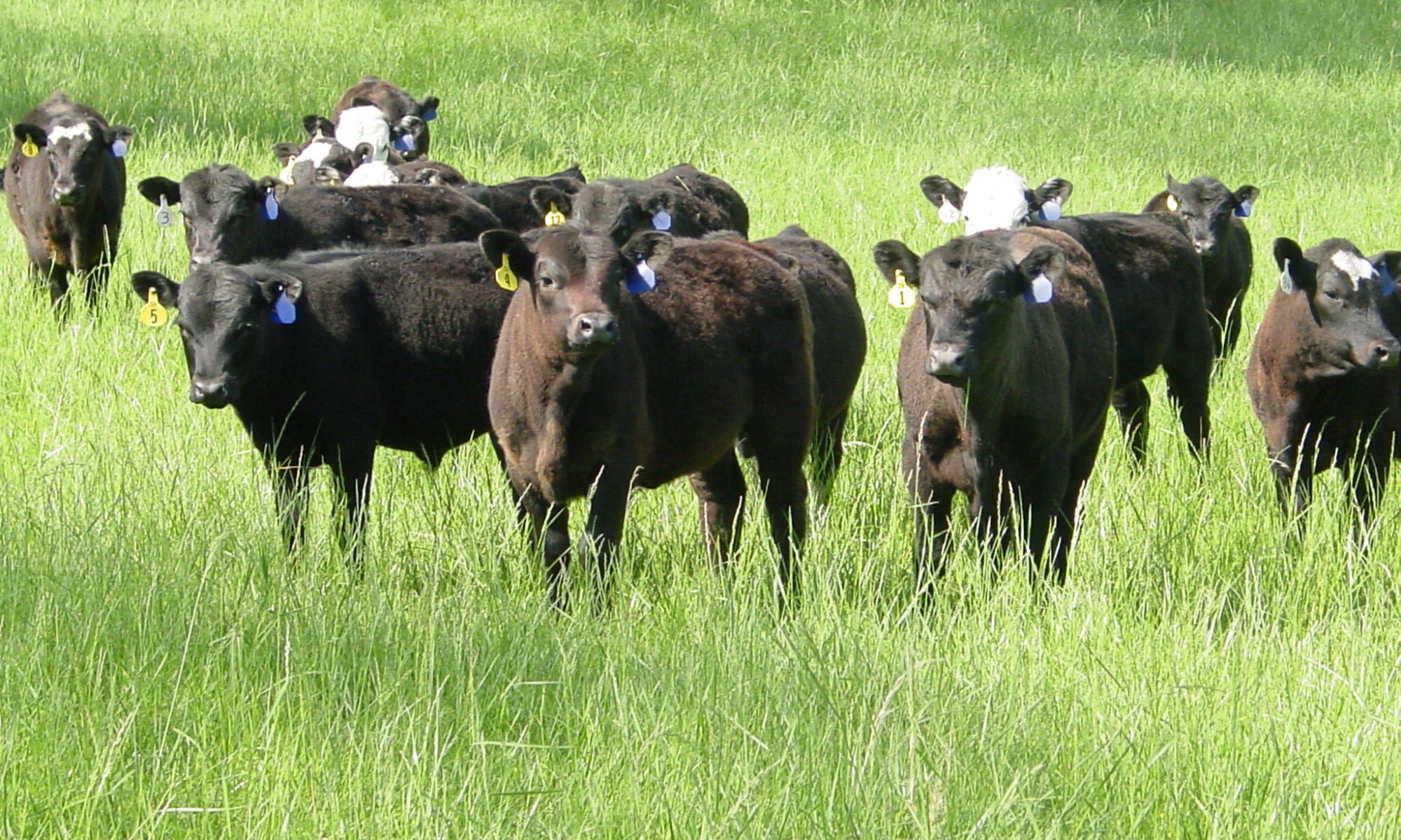 Beef Feeder Cattle on Pasture